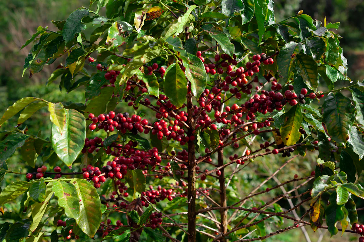 Branches of a coffee tree heavy with ripe red cherries, lit by soft sun against green foliage