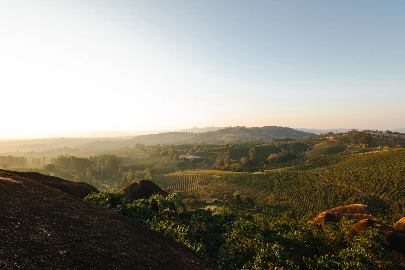 Low sun over rolling hills planted with rows of coffee, dark boulders in the foreground