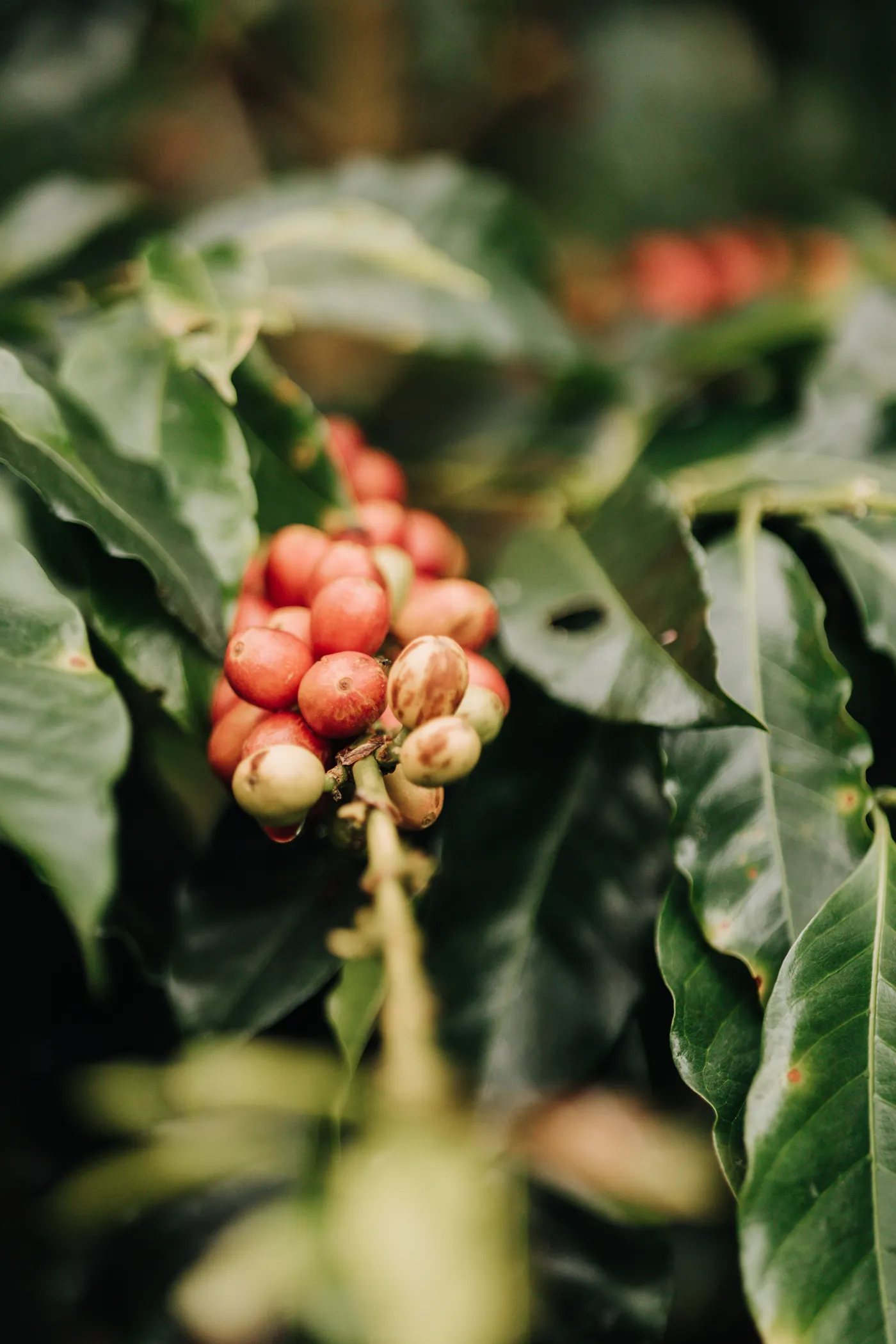 A cluster of red and cream coffee cherries among dark green leaves, close up against a soft background