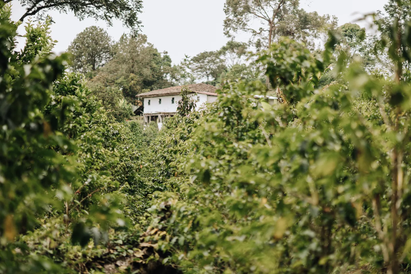 Rows of leafy coffee shrubs lead up to a white farmhouse with a tiled roof among tall trees