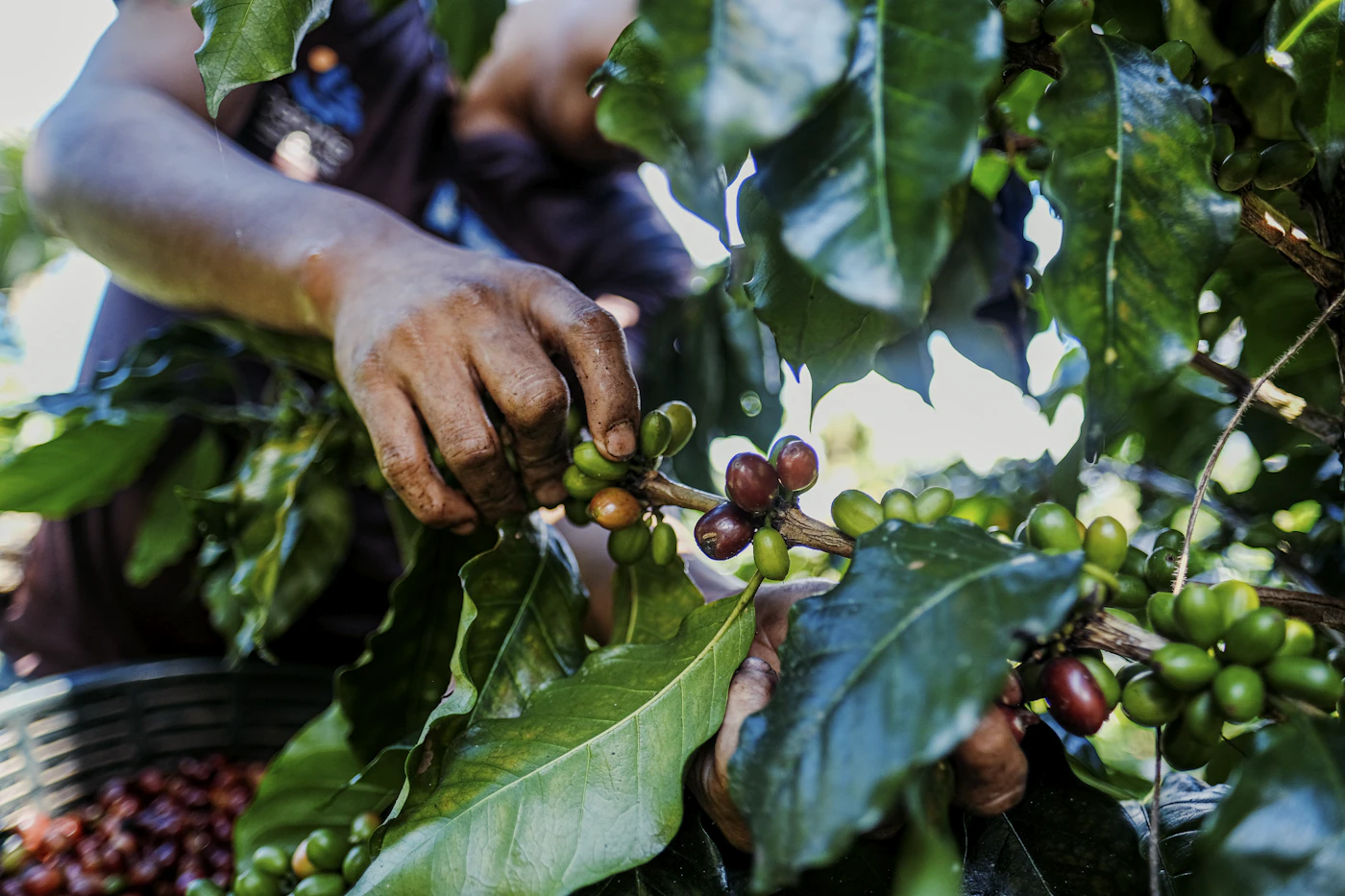 Two hands pull ripe red and green coffee cherries from a branch, a basket of picked cherries below