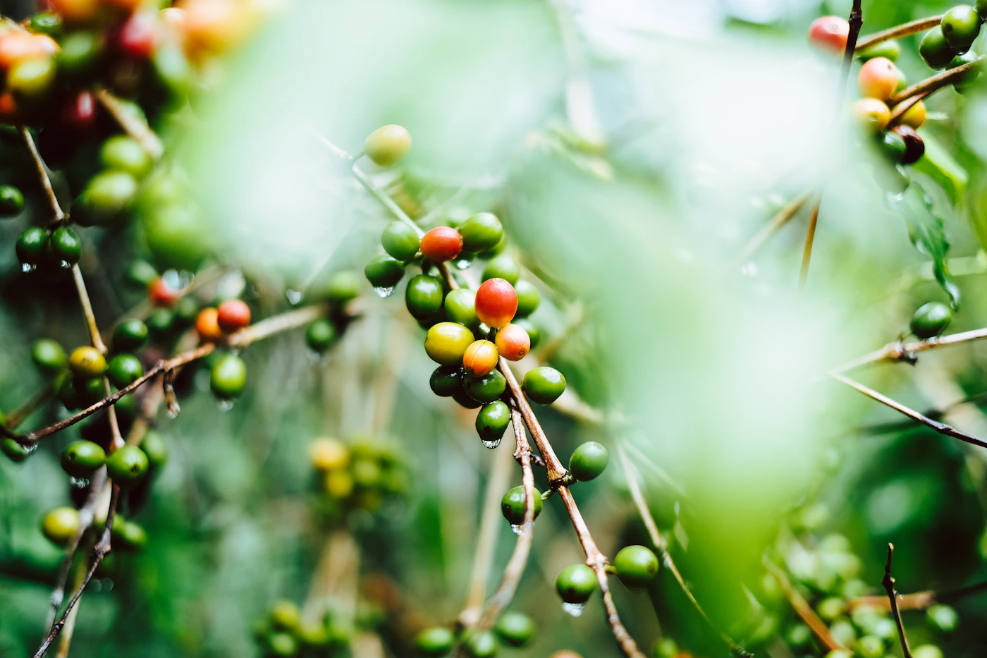 Clusters of green coffee cherries, a few turning red, hang from thin branches beaded with dew