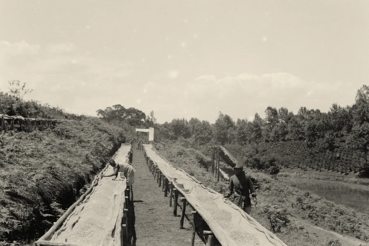 Black-and-white photo of raised drying tables spread with coffee beans, two workers tending them, trees beyond