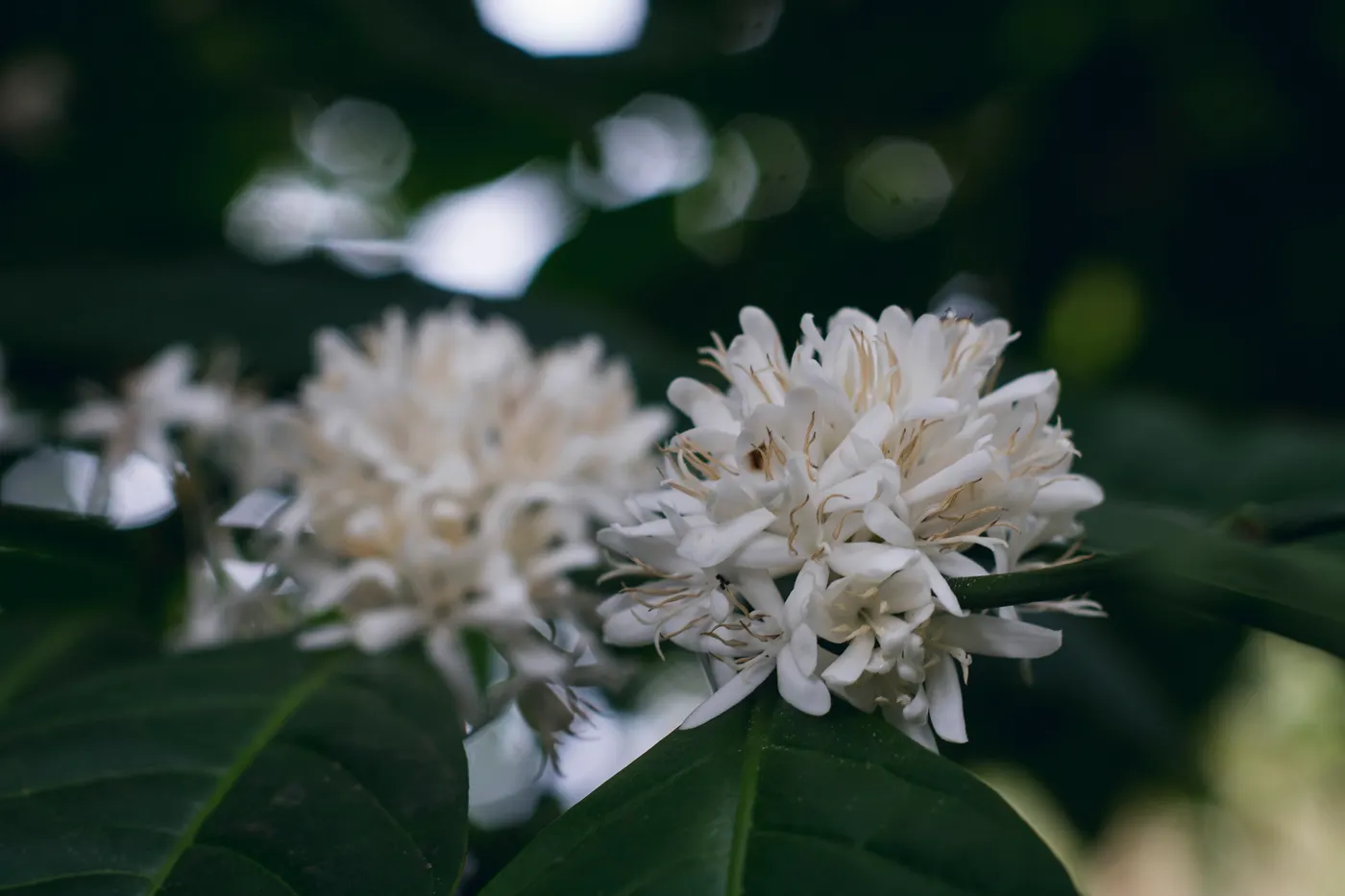 Clusters of white coffee flowers on a branch in close-up, set against dark leaves and soft light